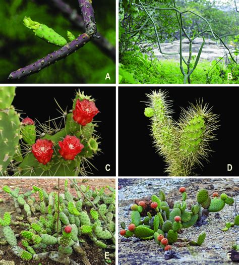 Selection Of Taxa Analized A Tacinga Funalis Britton And Rose Ema