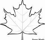 Maple Leaf Drawing Coloring Template Getdrawings Pages sketch template