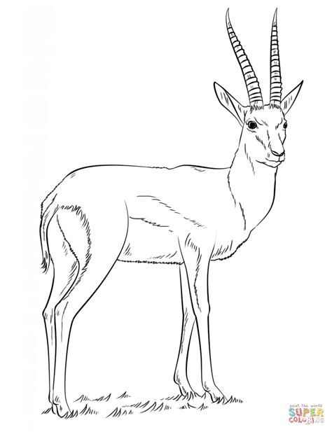 gazelle coloring pages kidsuki