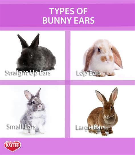 bunnies   types  ears cute animals