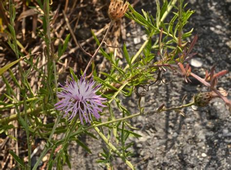 Spotted Knapweed Watching For Wildflowerswatching For Wildflowers