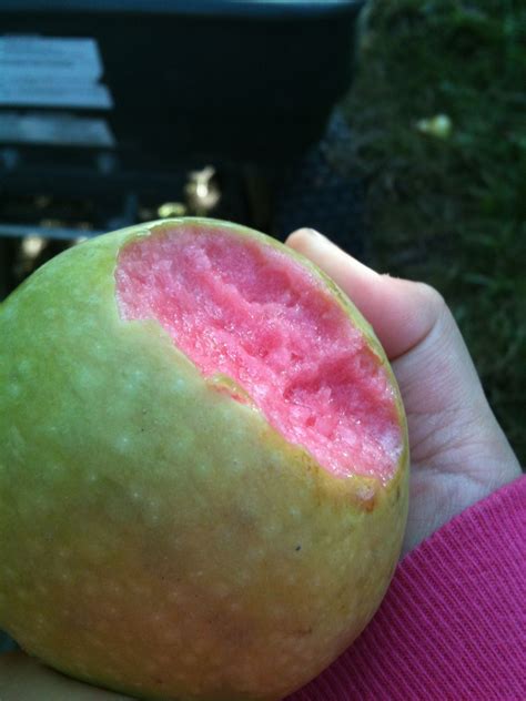 pin  hazel smith  pink apples pink apple apple pink