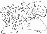 Corales Marinos Algas Figuras Coral sketch template