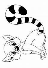 Lemur Baby Coloring Pages Cute Printable Categories Animal Choose Board Coloringonly sketch template