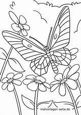 Malvorlage Schmetterling Ausmalen Schmetterlinge sketch template