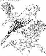 Coloring Pages Birds Caribbean Cuba Spindalis Book Color Getcolorings sketch template