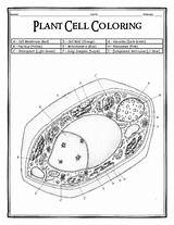 Cell Plant Coloring Dustin Hastings Teacherspayteachers Teachers Pay sketch template
