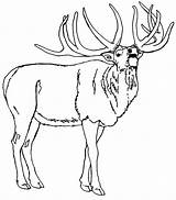 Elk Coloring Pages Bull North America Getcolorings Rocky Mountain Printable Color Print Popular Birds sketch template