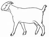 Goat Outline Boer Drawing Baby Drawings Clipartmag Getdrawings sketch template