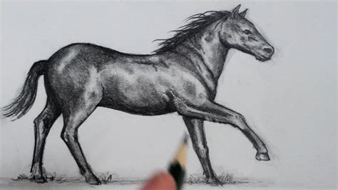 draw  horse tutorials  beginners  check