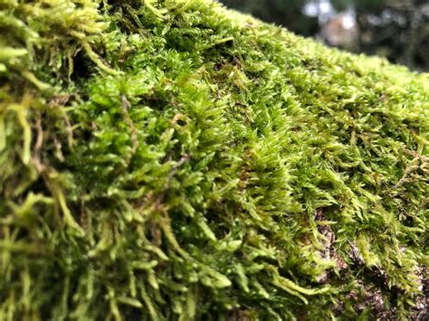 interesting   moss kew