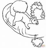 Squirrel Coloring Tree Pages Drawing Printable Squirrels sketch template