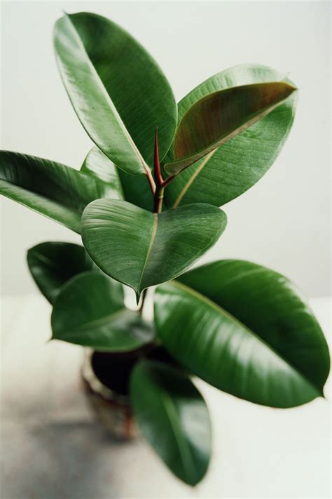 identify green leafy plants