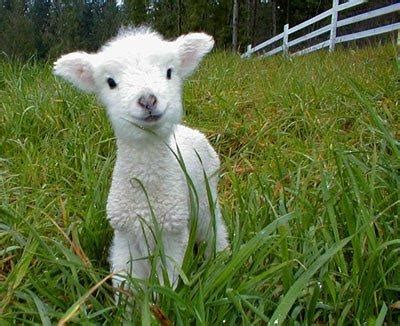 photo gentle  lovely baby lambs pann