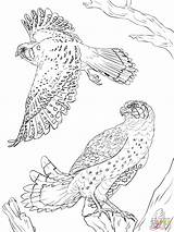 Coloring American Pages Kestrels Sparrowhawk Falcons Colouring Kestrel Animal Printable Kids Gyrfalcon Sheets Super Book Eagle Designlooter Falcon Peregrine Print sketch template