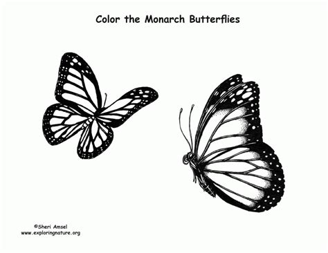 monarch butterfly coloring page high quality coloring pages