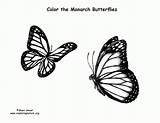 Monarch Coloring Butterfly Butterflies Pages Print Quality High Coloringhome sketch template