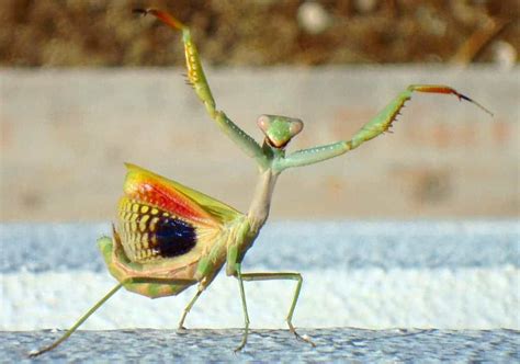 biologists surprised  acrobatic skills  juvenile praying mantises focusing  wildlife