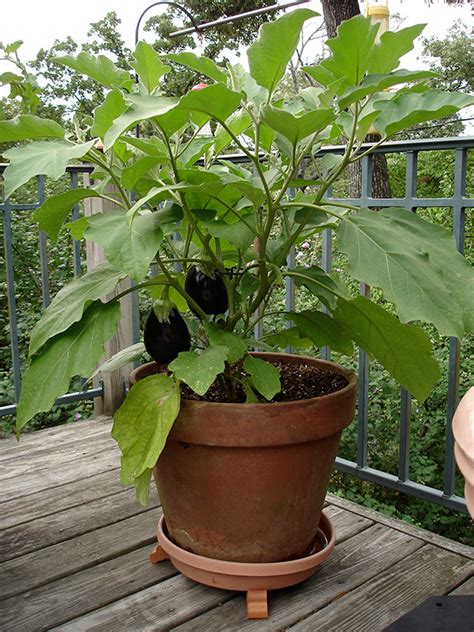 growing eggplant bonnie plants container gardening vegetables