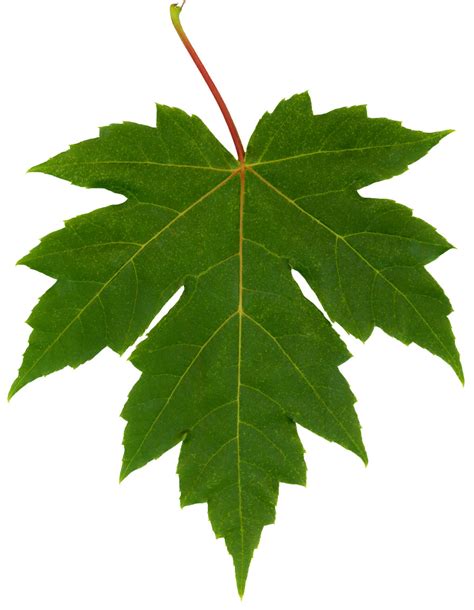 filefreeman maple leafjpg wikimedia commons