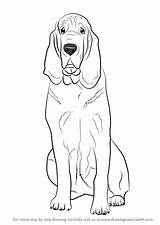 Bloodhound Drawing Dog Draw Step Dogs Drawings Drawingtutorials101 Sketch Tutorials Paintingvalley Learn Cartoon Choose Board sketch template