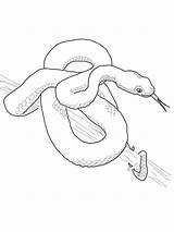 Viper Vipera Disegno Pit Eyelash Mamba Animali Rettili sketch template