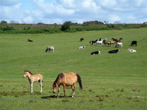 Ponies And Cattle In New Forest Realwire Realresource