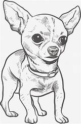 Chihuahua Drawing Puppy Dog Illustration Vector Line Hand Drawn Getdrawings sketch template