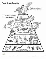 Chain Food Pyramid Education Choose Board Science Grade sketch template