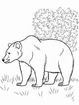 Coloring Forest Animals Pages Printable sketch template