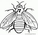 Coloring Pages Fly Printable Bug Bugs Color Kids Sheet Sheets Insects Animals Letscolorit Printables Animal Salvo sketch template