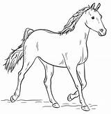 Cavalli Disegnare sketch template