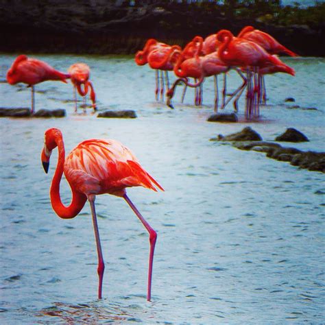 curacao flamingos flamingo photo curacao flamingo