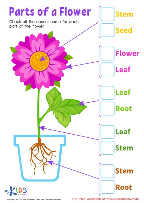 parts   flower worksheet kindergarten printable kindergarten