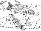 Bass Coloring Fish Pages Cool Largemouth Printable Getcolorings Fishing Getdrawings Color Drawing sketch template