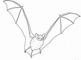 Bat Vampire Coloring Pages Getcolorings Color Getdrawings Draw sketch template