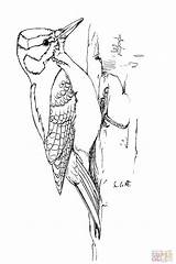 Woodpecker Specht Downy Woodpeckers sketch template