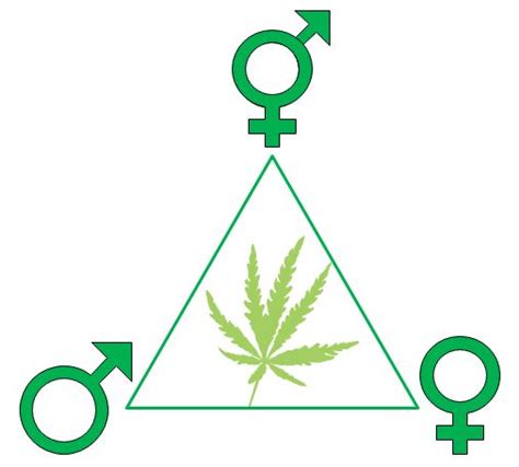 Plant Dna Sex Determination Test Cannabis Gender Test Services