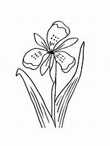 Coloring Iris Flower Pages Library Clipart sketch template