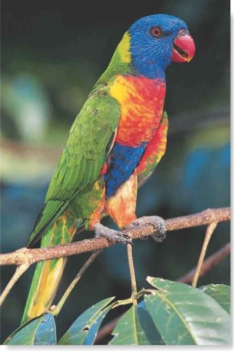 Rainbow Lorikeet Birds
