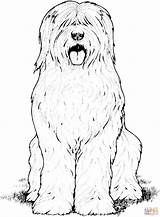 Sheepdog Coloring Pages English Old Dog Printable Colouring Hairy Drawing Supercoloring Dogs Print Color Gif Super Book Springer Labradoodle sketch template