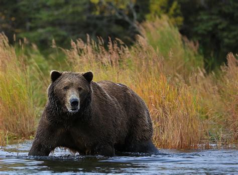 big alaskan brown bear photograph  sam amato