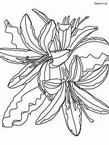 Desert Lily Coloring Pages Flowers Beautiful Plants Printable Coloringonly Realistic Categories sketch template