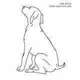 Coloring Pointer German Shorthair Puppy Pages Drawings Own Color Dog Line Designlooter 500px 96kb sketch template