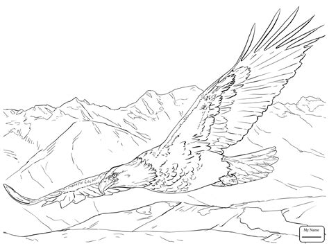 eagles flying drawing  getdrawings