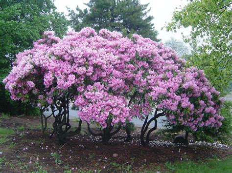 prune  rhododendrons  easy  correct