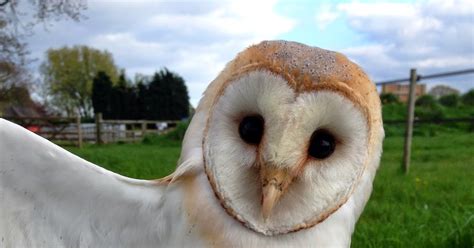 mid cheshire barn owls tail moult