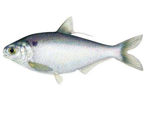 gizzard shad mdc discover nature