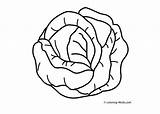 Cabbage Coloring Drawing Pages Clipart Vegetables Sketch Vegetable Kids Printable Getdrawings Template Sheets Apple Index Adult Explore Corn 4kids Turkey sketch template
