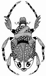 Zentangle Insect Insects Escarabajo Insectos Mosca Alas Insecto sketch template